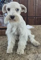 CIELO, a female Miniature Schnauzer for sale in Fayetteville, NC – 3 of 8