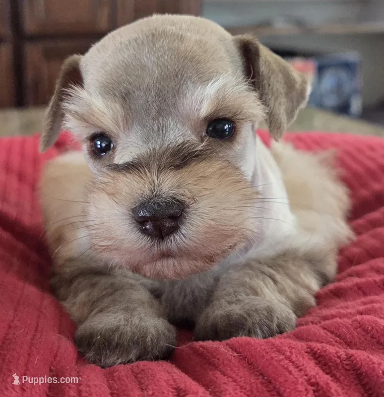 Rosie's girl  – Miniature Schnauzer puppy for sale in Fayetteville, NC