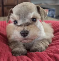 Rosie's girl , a female Miniature Schnauzer for sale in Fayetteville, NC – Photo 1 of 4