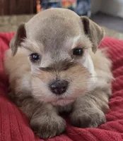 Rosie's girl , a female Miniature Schnauzer for sale in Fayetteville, NC – Photo 4 of 4