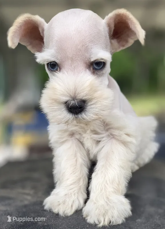 White Girl black nose blue eyes – Miniature Schnauzer puppy for sale in Fayetteville, NC