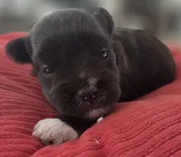 Chocolate girl , a female Miniature Schnauzer for sale in Fayetteville, NC – 3 of 10