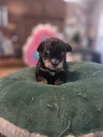 Black and Tan Boy Blue eyes , a male Miniature Schnauzer for sale in Fayetteville, NC – 4 of 9