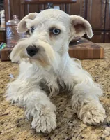 CIELO, a female Miniature Schnauzer for sale in Fayetteville, NC – 5 of 10