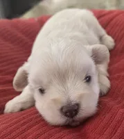 Little White Girl , a female Miniature Schnauzer for sale in Fayetteville, NC – 9 of 10
