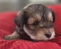 Rosie's girl Liver Pepper , a female Miniature Schnauzer for sale in Fayetteville, NC – 5 of 7