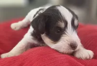 Rosie's Boy LP, a male Miniature Schnauzer for sale in Fayetteville, NC – 2 of 7