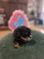 Black and Tan Boy Blue eyes , a male Miniature Schnauzer for sale in Fayetteville, NC – 8 of 9