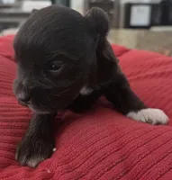 Chocolate girl , a female Miniature Schnauzer for sale in Fayetteville, NC – 7 of 10