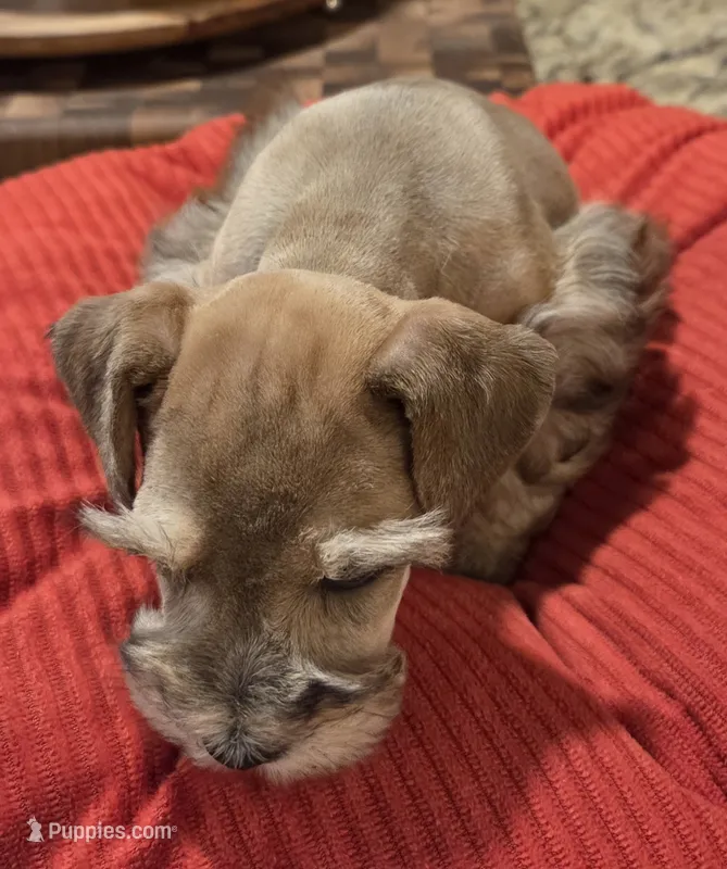 Rosie's girl Red/Sable Pepper  – Miniature Schnauzer puppy for sale in Fayetteville, NC