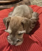 Rosie's girl Red/Sable Pepper , a female Miniature Schnauzer for sale in Fayetteville, NC – 1 of 9