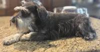 Pepita, a female Miniature Schnauzer for sale in Fayetteville, NC – 10 of 10