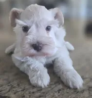 White Girl , a female Miniature Schnauzer for sale in Fayetteville, NC – 8 of 8