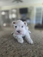 White Girl , a female Miniature Schnauzer for sale in Fayetteville, NC – 4 of 8
