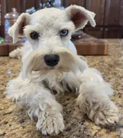 CIELO, a female Miniature Schnauzer for sale in Fayetteville, NC – 6 of 10