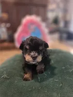 Black and Tan Boy Blue eyes , a male Miniature Schnauzer for sale in Fayetteville, NC – 7 of 9