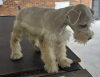 Discounts available to motivated buyers , a male Miniature Schnauzer for sale in Fayetteville, NC – 2 of 9