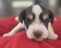 Rosie's Boy LP, a male Miniature Schnauzer for sale in Fayetteville, NC – 3 of 7