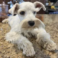 CIELO, a female Miniature Schnauzer for sale in Fayetteville, NC – 7 of 10