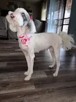 Blue Merle Male, a male Labradoodle for sale in Bakersfield Country Club, CA – Photo 3 of 9