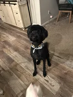 Blue Merle Male, a male Labradoodle for sale in Bakersfield Country Club, CA – Photo 5 of 9
