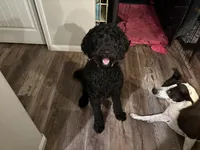 Blue Merle Male, a male Labradoodle for sale in Bakersfield Country Club, CA – Photo 2 of 9