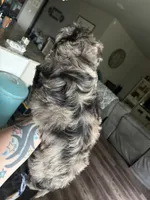 Blue Merle Male, a male Labradoodle for sale in Bakersfield Country Club, CA – Photo 9 of 9