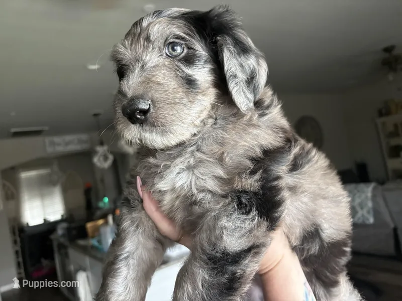 Blue Merle Male – Labradoodle puppy for sale in Bakersfield Country Club, CA