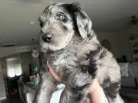 Blue Merle Male, a male Labradoodle for sale in Bakersfield Country Club, CA – Photo 1 of 9