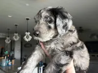 Blue Merle Male, a male Labradoodle for sale in Bakersfield Country Club, CA – Photo 8 of 9