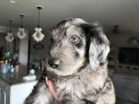 Blue Merle Male, a male Labradoodle for sale in Bakersfield Country Club, CA – Photo 7 of 9