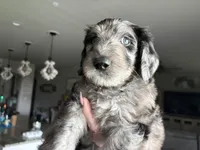 Blue Merle Male, a male Labradoodle for sale in Bakersfield Country Club, CA – Photo 6 of 9