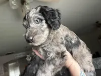 Blue Merle male , a male Labradoodle for sale in Bakersfield Country Club, CA – Photo 6 of 10