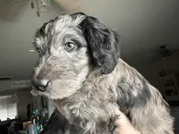 Blue Merle male , a male Labradoodle for sale in Bakersfield Country Club, CA – Photo 2 of 10