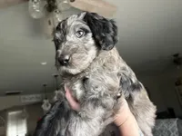 Blue Merle male , a male Labradoodle for sale in Bakersfield Country Club, CA – Photo 3 of 10
