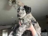 Blue Merle male , a male Labradoodle for sale in Bakersfield Country Club, CA – Photo 5 of 10