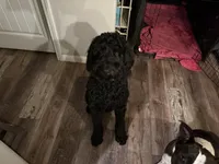 Blue Merle male , a male Labradoodle for sale in Bakersfield Country Club, CA – Photo 10 of 10