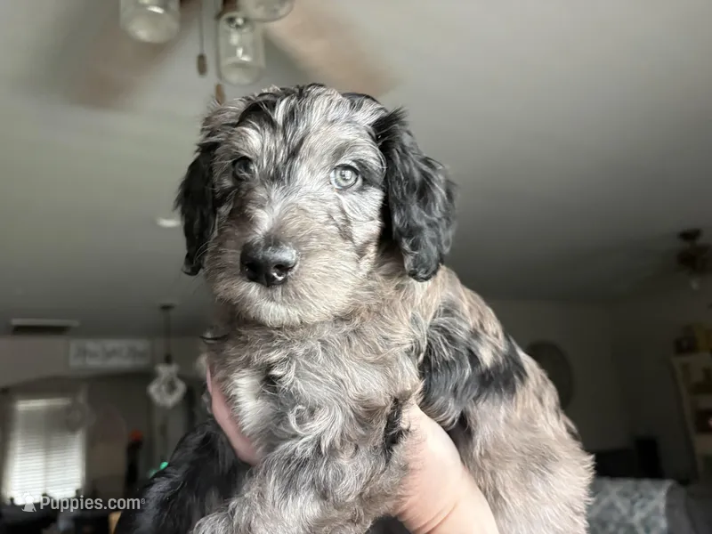 Blue Merle male  – Labradoodle puppy for sale in Bakersfield Country Club, CA