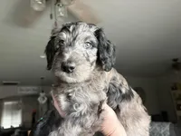 Blue Merle male , a male Labradoodle for sale in Bakersfield Country Club, CA – Photo 1 of 10