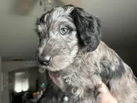 Blue Merle male , a male Labradoodle for sale in Bakersfield Country Club, CA – Photo 4 of 10