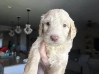 Maddy , a female Labradoodle for sale in Bakersfield Country Club, CA – Photo 3 of 10