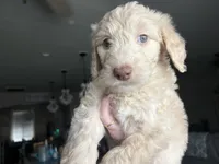 Maddy , a female Labradoodle for sale in Bakersfield Country Club, CA – Photo 8 of 10