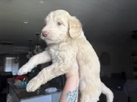 Maddy , a female Labradoodle for sale in Bakersfield Country Club, CA – Photo 4 of 10