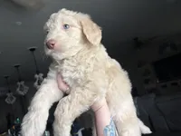 Maddy , a female Labradoodle for sale in Bakersfield Country Club, CA – Photo 10 of 10