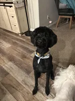 Maddy , a female Labradoodle for sale in Bakersfield Country Club, CA – Photo 5 of 10
