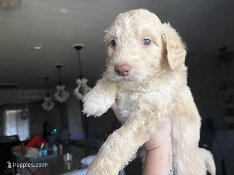Maddy  – Labradoodle puppy for sale in Bakersfield Country Club, CA