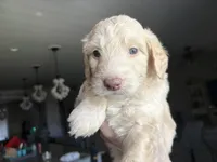 Maddy , a female Labradoodle for sale in Bakersfield Country Club, CA – Photo 2 of 10