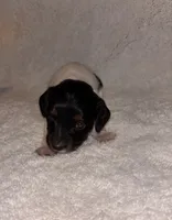 Cookies and cream, a female Miniature Dachshund for sale in Elkins, AR – 7 of 9