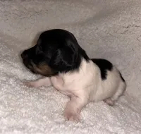 Dippin Dots, a female Miniature Dachshund for sale in Elkins, AR – 2 of 4