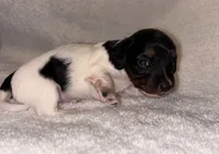 Cookies and cream, a female Miniature Dachshund for sale in Elkins, AR – 6 of 9